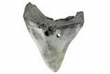 Bargain, Fossil Megalodon Tooth - South Carolina #170389-1